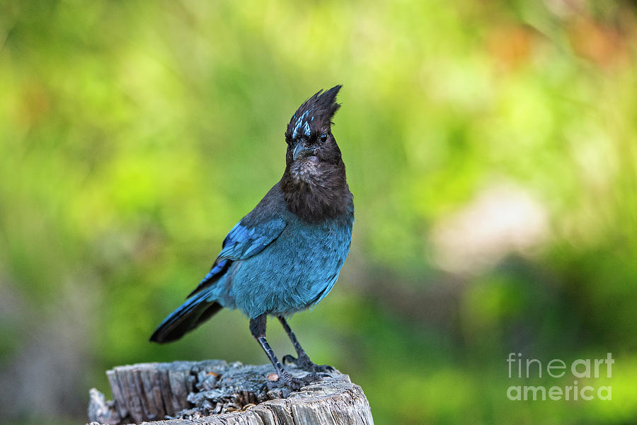 Steller Jay Photograph by Craig Leaper