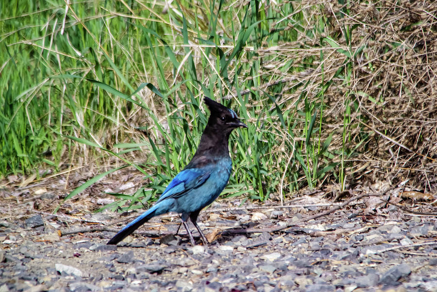 Steller Jay hopping around Photograph by Jeff Swan