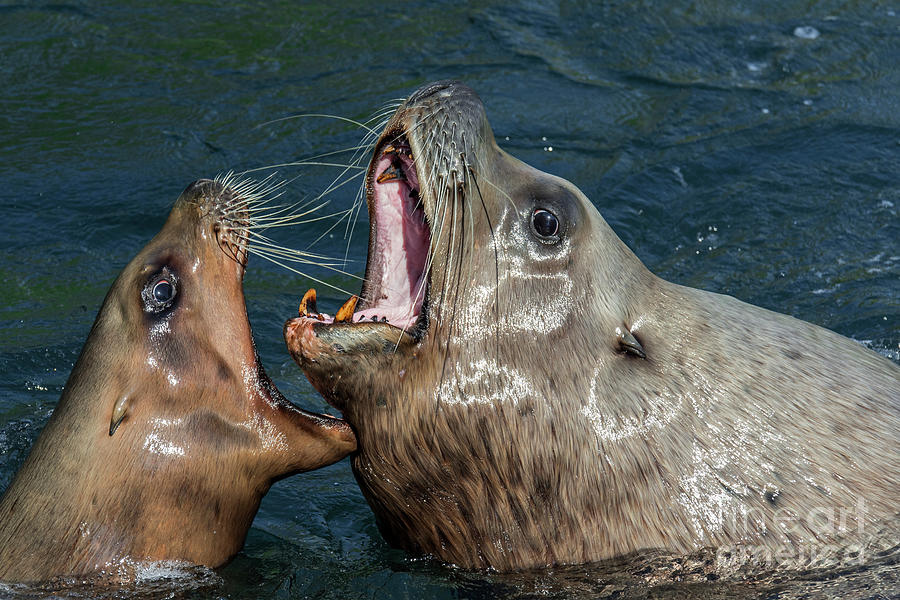 Steller Sea Lion Bull and Female Barking Photograph by Arterra Picture Library
