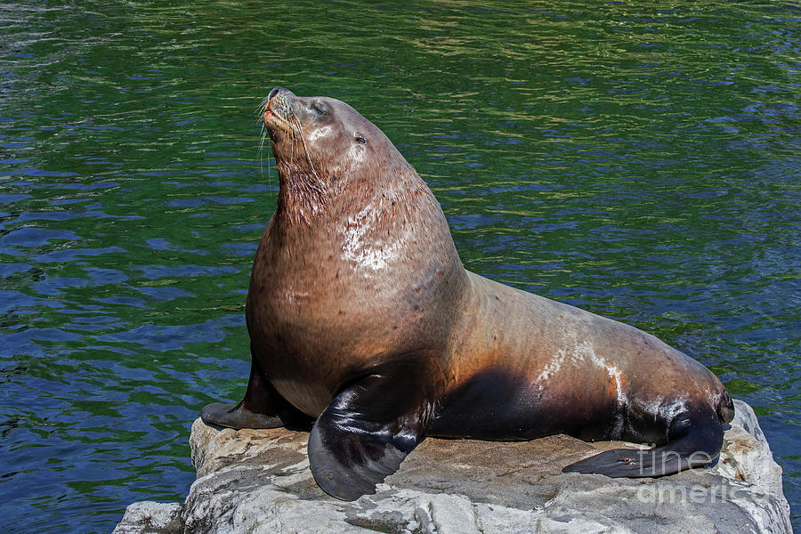 Steller Sea Lion Bull Basking on Rock Photograph by Arterra Picture Library