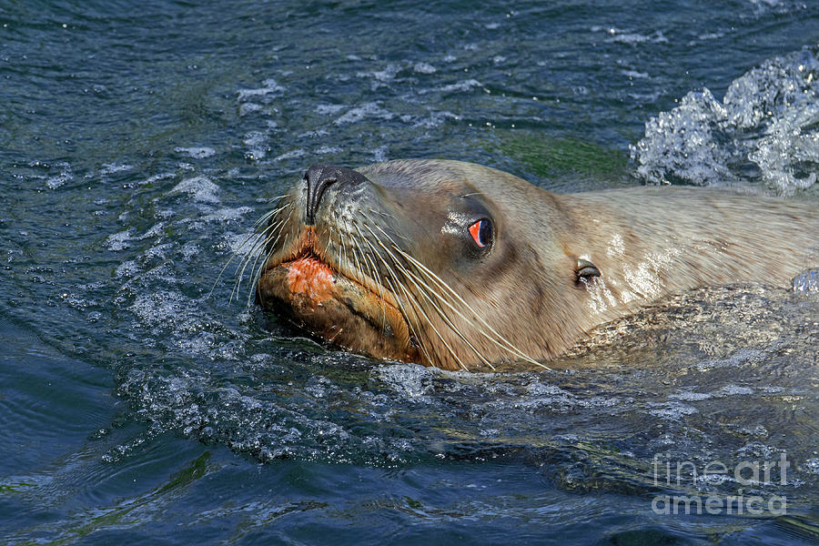 Steller Sea Lion Bull Swimming Photograph by Arterra Picture Library