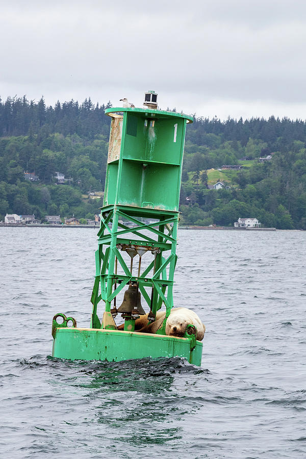 Steller Sea Lion Napping On A Puget Sound Buoy Photograph