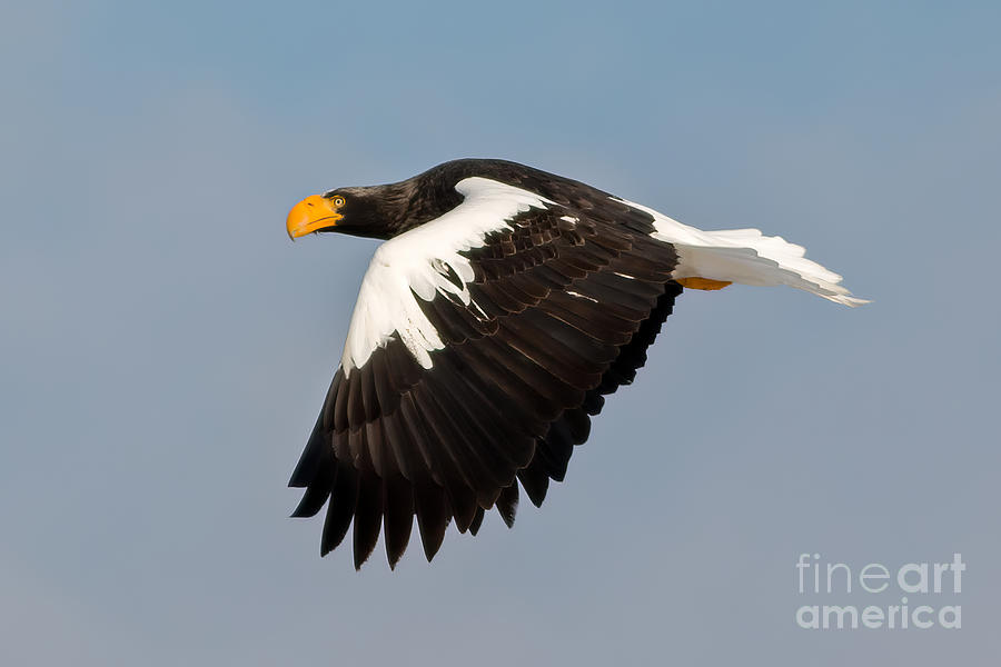 Stellers Eagle in Flight Photograph by Natural Focal Point Photography
