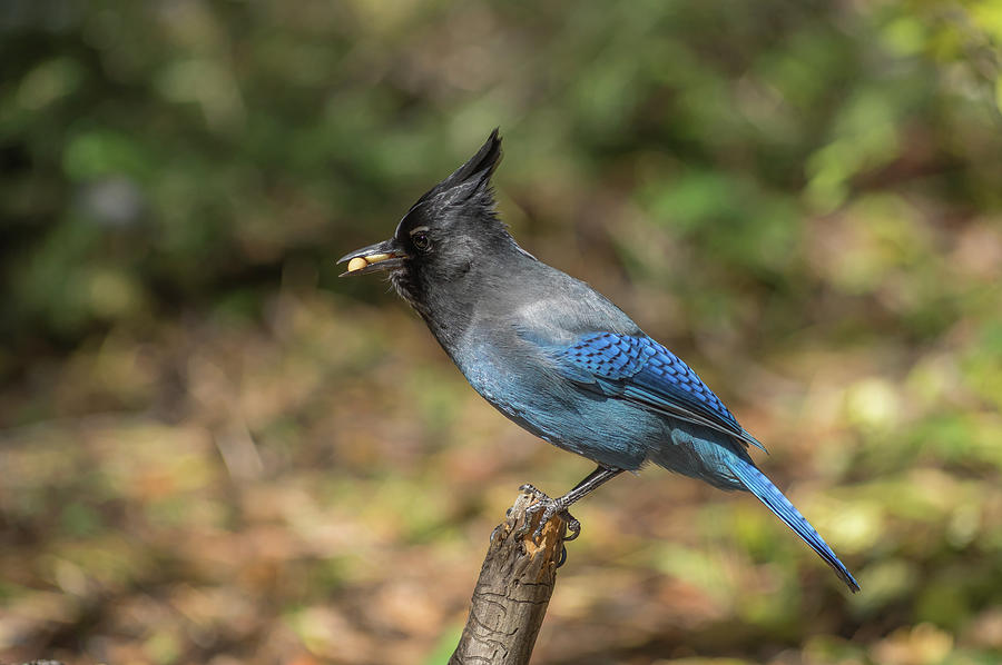 Stellers Jay - 7570 Photograph by Jerry Owens