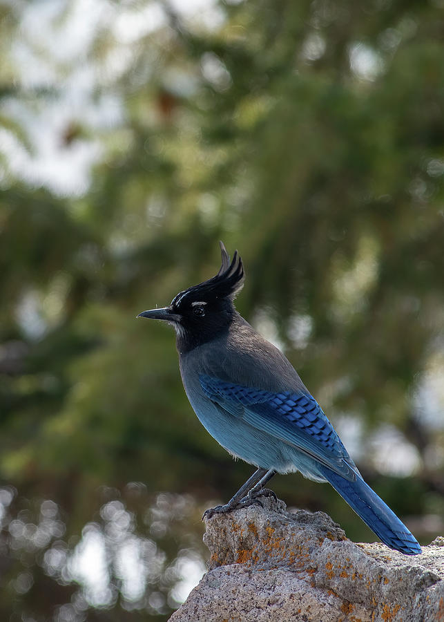 Stellers Jay Photograph by Bitter Buffalo Photography