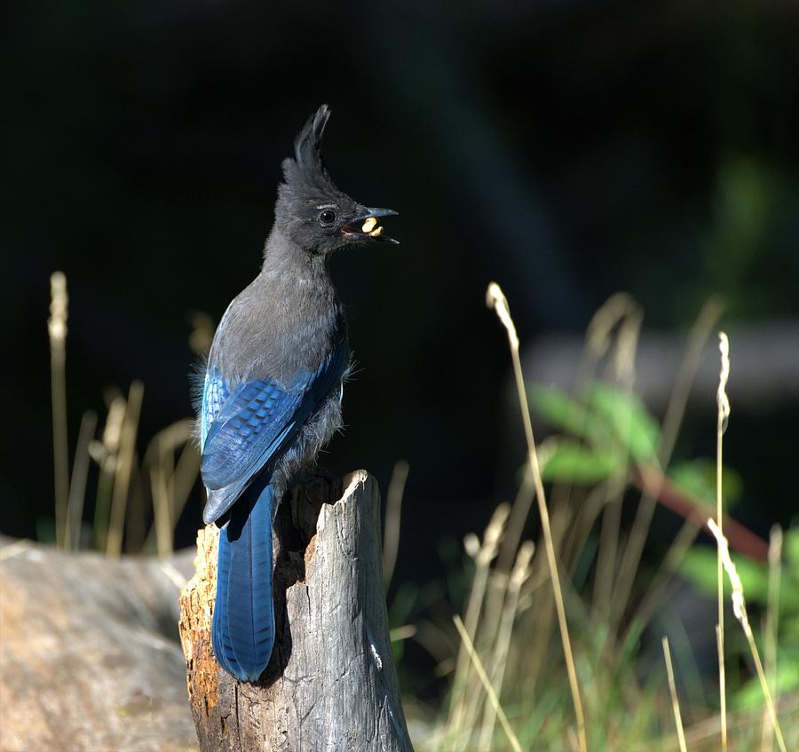 Stellers Jay Photograph by Dennis Boyd