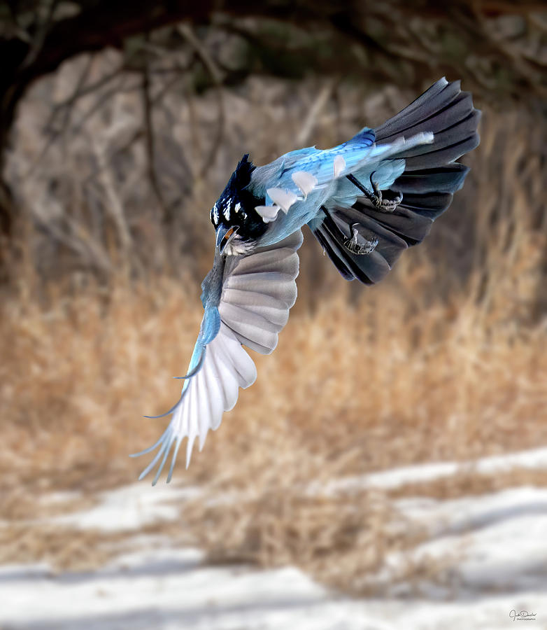 Stellers Jay Dive Photograph