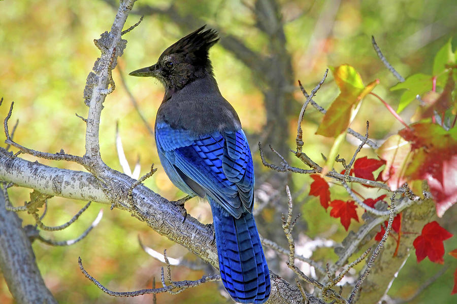 Stellers Jay in Autumn Photograph by Donna Kennedy