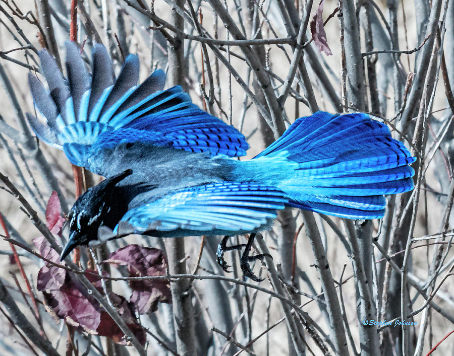 Stellers Jay in-Flight Photograph by Stephen Johnson