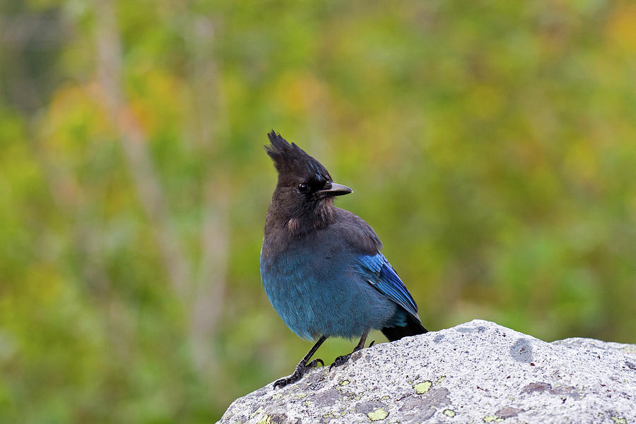 Stellers Jay in Mt. Rainier National Park Photograph by Michael Russell