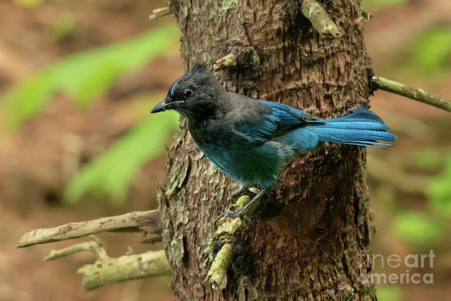 Stellers Jay in Point Bridget State Park #2 Photograph by Nancy Gleason