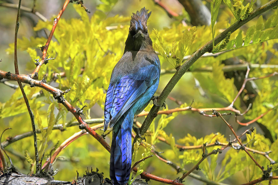 Stellers Jay in Summer Photograph by Donna Kennedy
