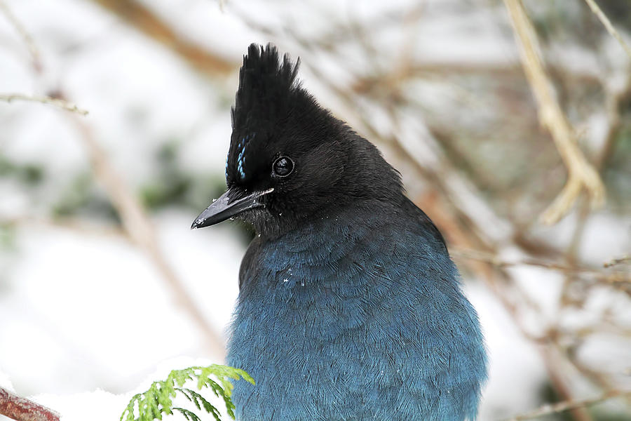Stellers Jay in Winter Closeup Photograph by Peggy Collins