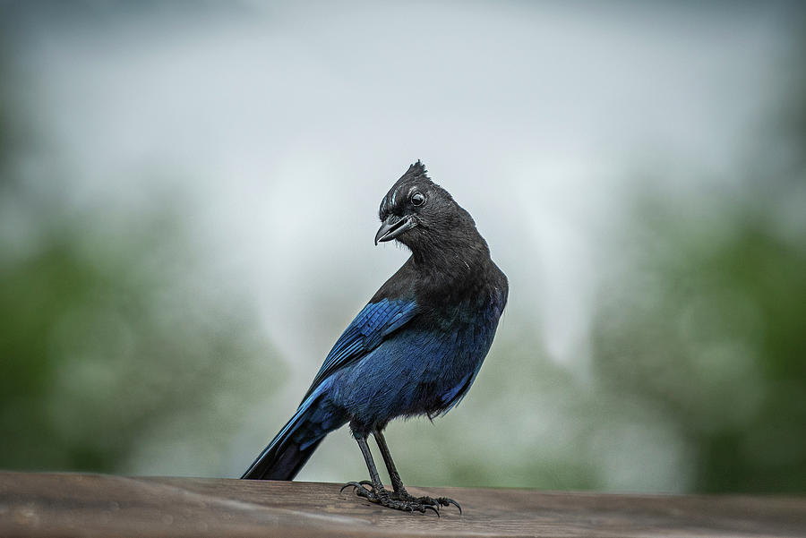 Stellers Jay Photograph by Canadart -
