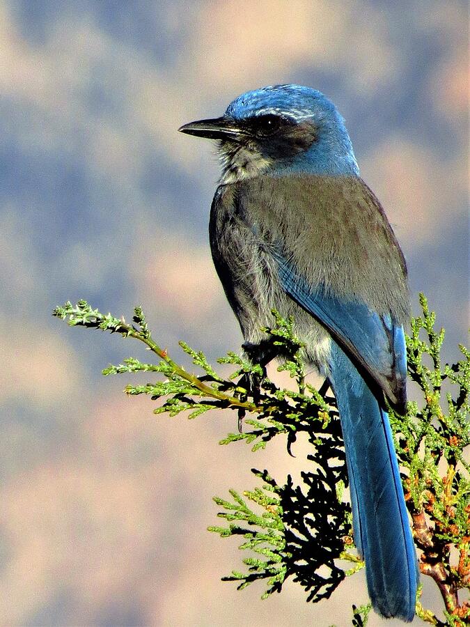 Steller's Jay Photograph by Lori Frisch - Fine Art America