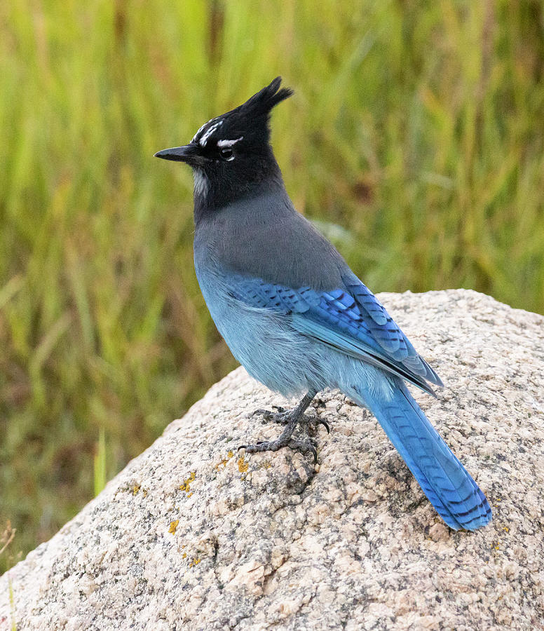 Stellers Jay on a Rock Photograph by Steven Krull