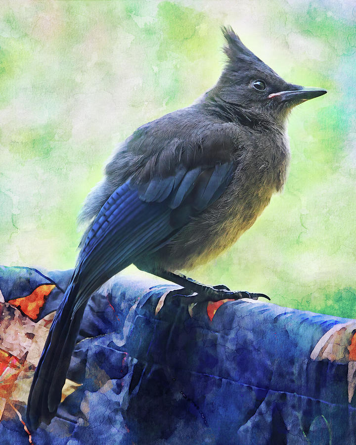 Stellers Jay on Quilt Photograph by Peggy Collins