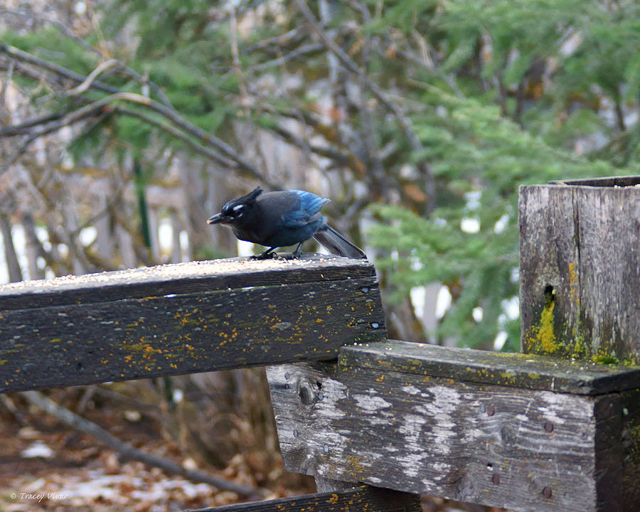 Stellers Jay on Weathered Wood Photograph by Tracey Vivar