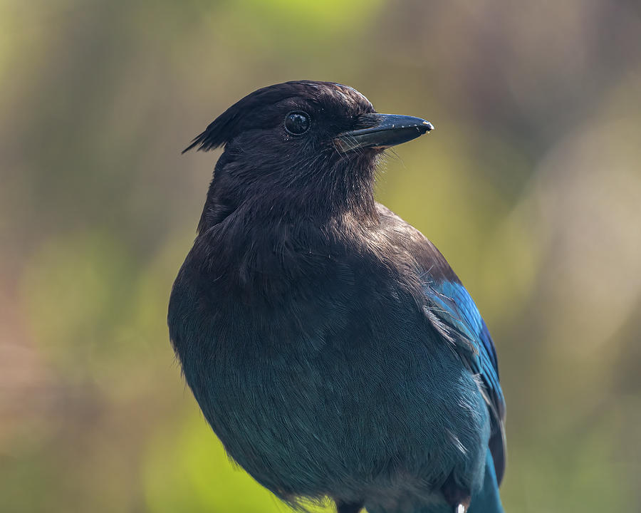 Steller's Jay Photograph by Red Earth Photography | Fine Art America