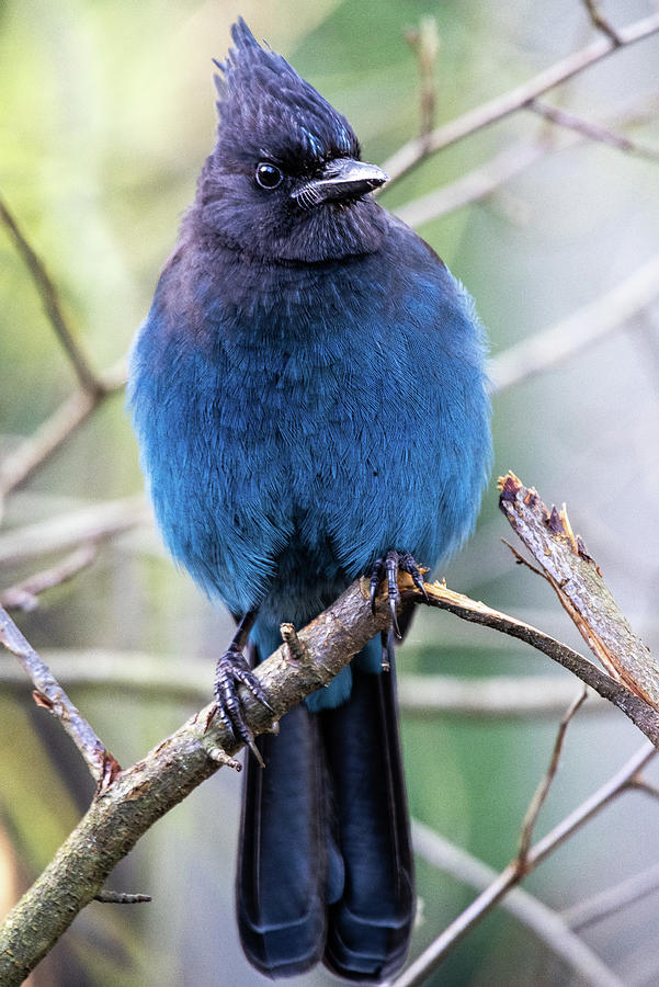 Steller's Jay Photograph by Ross G Strachan - Fine Art America