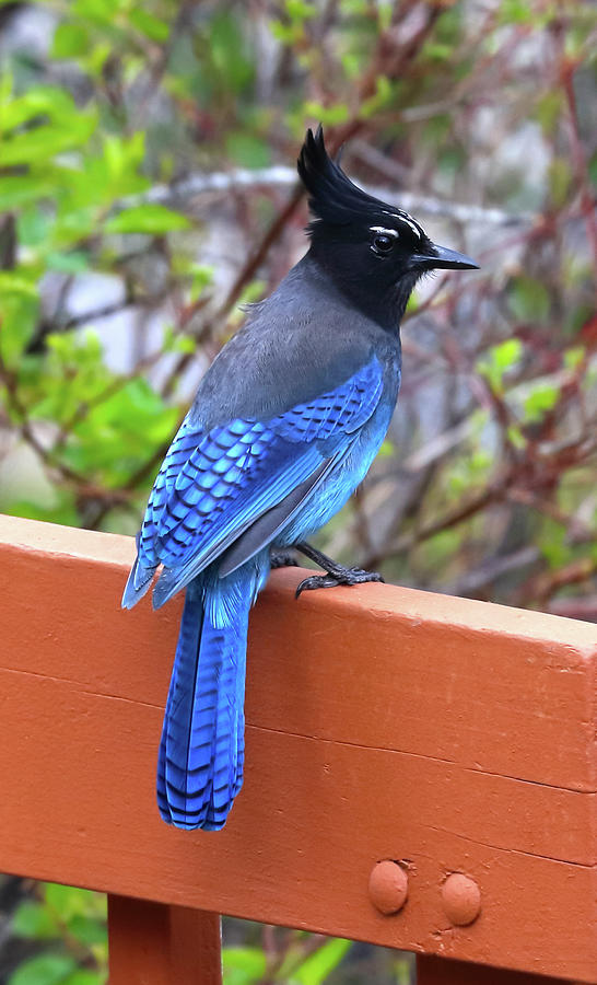 Stellers Jay Photograph by Shane Bechler