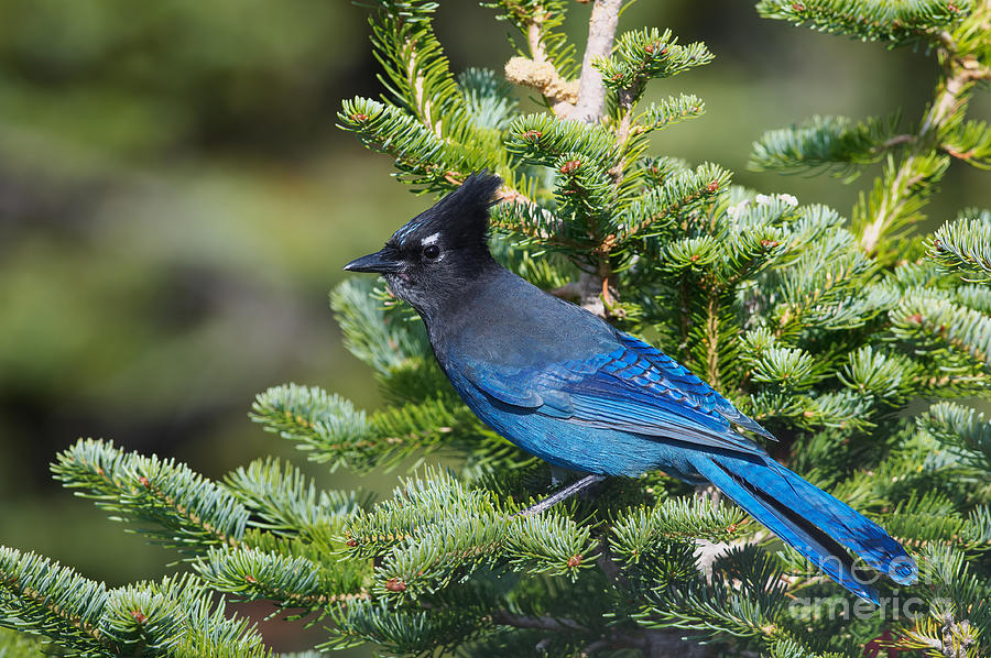 Bird Photograph - Stellers Jay by Sharon Talson