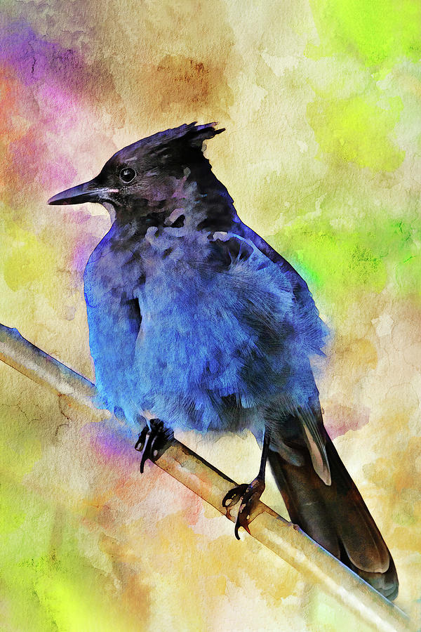 Stellers Jay Watercolor Photograph by Peggy Collins