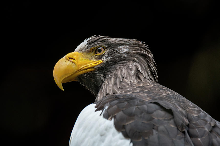 Stellers Sea Eagle Photograph by Arterra Picture Library