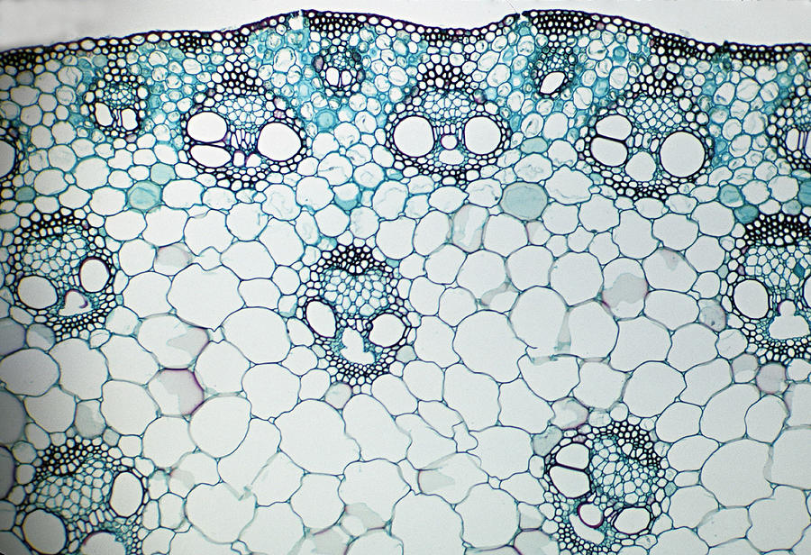 STEM CROSS SECTION. Corn (Zea), Herbaceous Monocot, 25X. Shows: scattered vascular bundles typical of monocots, xylem, phloem, sclerenchyma, pith, and epidermis. Photograph by Ed Reschke