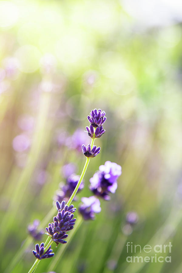 Stem of French lavender in soft sunlight. Field of flowers with bokeh background in pastel tones. Photograph by Jane Rix