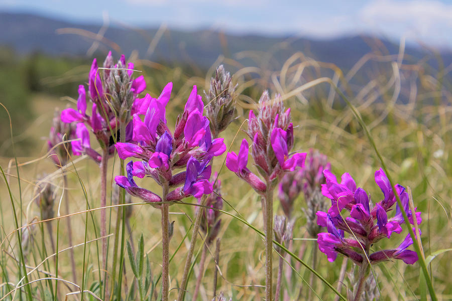 Stemless Point Vetch Photograph by Linda Unger