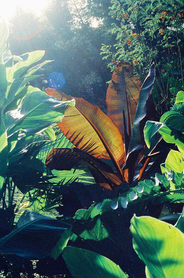 Stemming jungle Photograph by Barthelemy de Mazenod