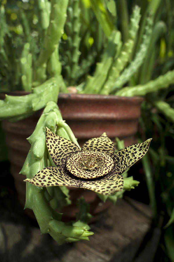 Stems and flower of Orbea variegata, aka Carrion Flower. Photograph by Sheldon Levis