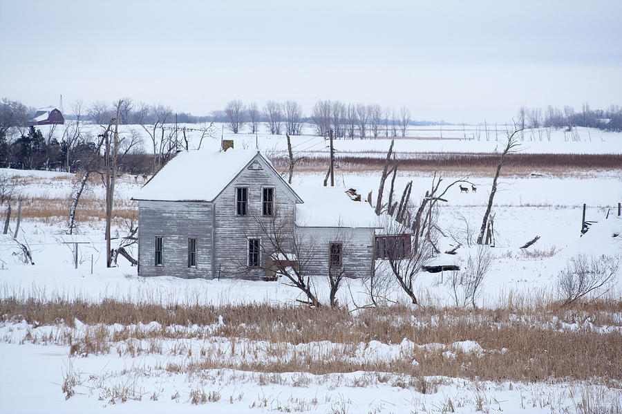 Stensby Snowscape - abandoned ND homestead in winter with deer Photograph by Peter Herman