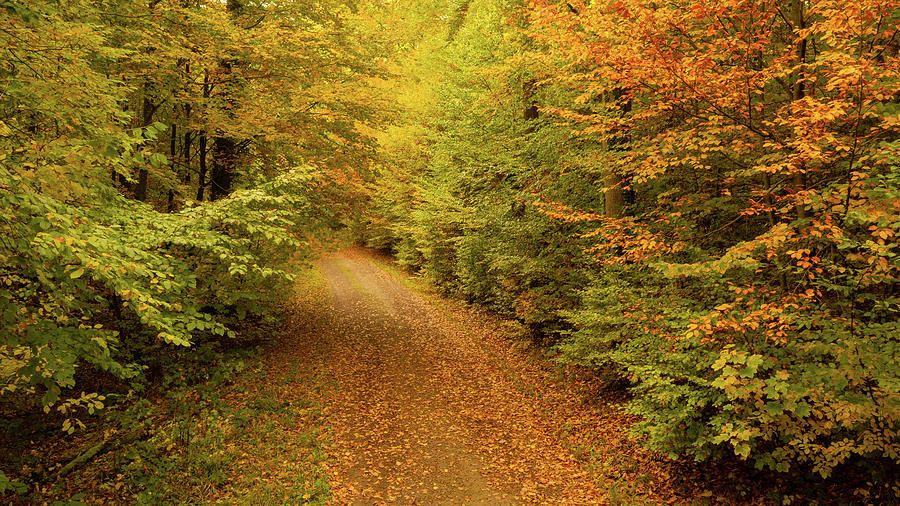 Step into Fall Photograph by Thorsten Scheuermann - Fine Art America