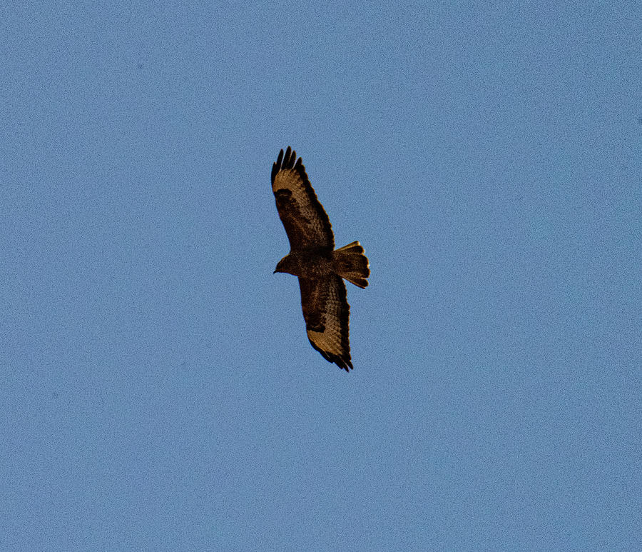 Steppe Buzzard Flying Photograph by William Bitman - Fine Art America