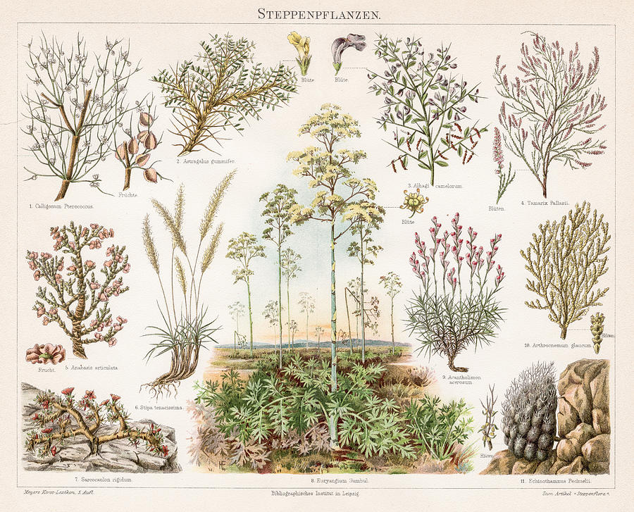 Steppe Plants Chromolithograph 1895 Drawing by Thepalmer