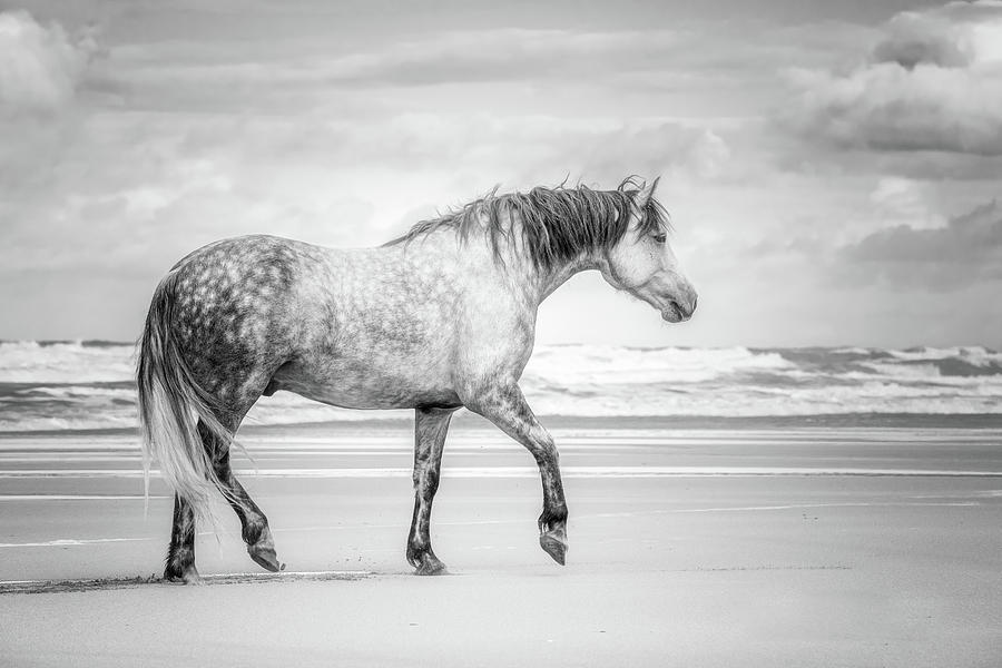 Stepping Out II - Horse Art Photograph by Lisa Saint