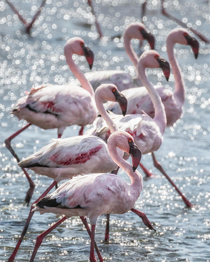 Stepping Out, Lesser Flamingos Photograph