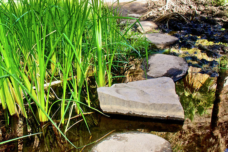 Stepping Stones across Creek in Palm Canyon Trail in Indian Canyons, California Photograph by Ruth Hager
