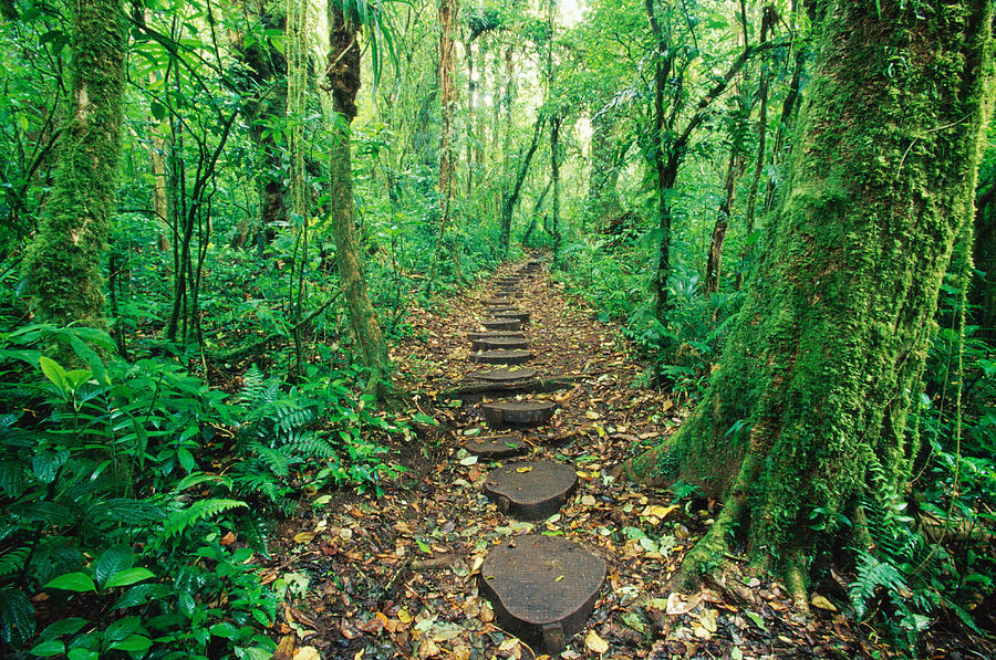 Stepping Stones Through Rainforest Photograph by Darrell Gulin
