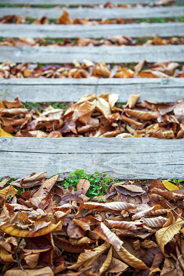 Steps Of Leaves Photograph by Karol Livote