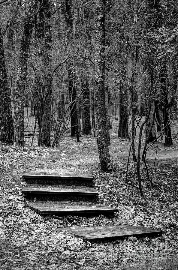 Steps to the Forest Photograph by Randy Pollard