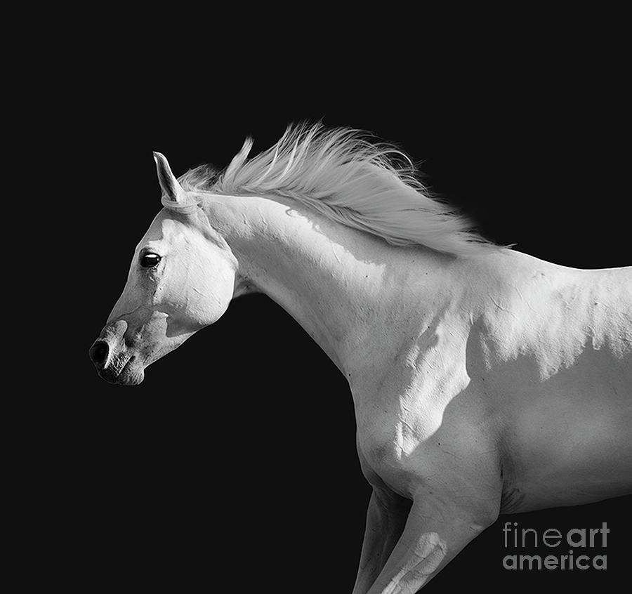 Sterling Arabian Horse Photograph by Jody Miller