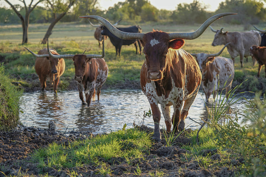 Sterling, our longhorn cow leading the herd across the creek Photograph by Cathy Valle