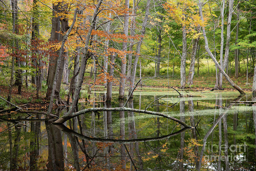 Fall Foliage at the Sterling Preserve in NY Photograph by Jeannette Hunt