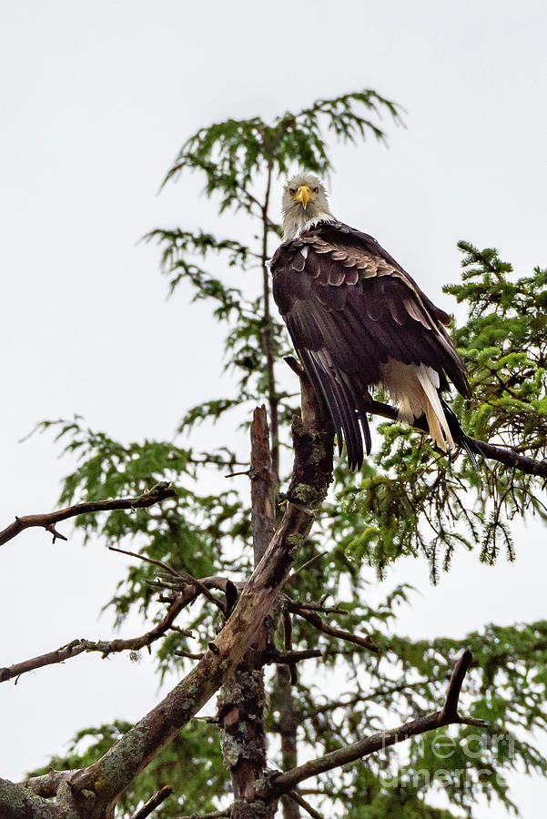 Wildlife Photograph - Stern Bald Eagle by Nancy Gleason