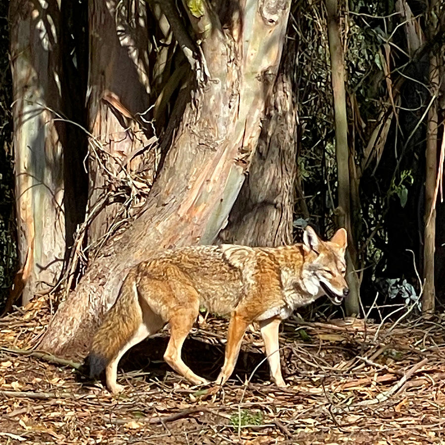 Stern Grove Coyote Photograph by Perry Hoffman