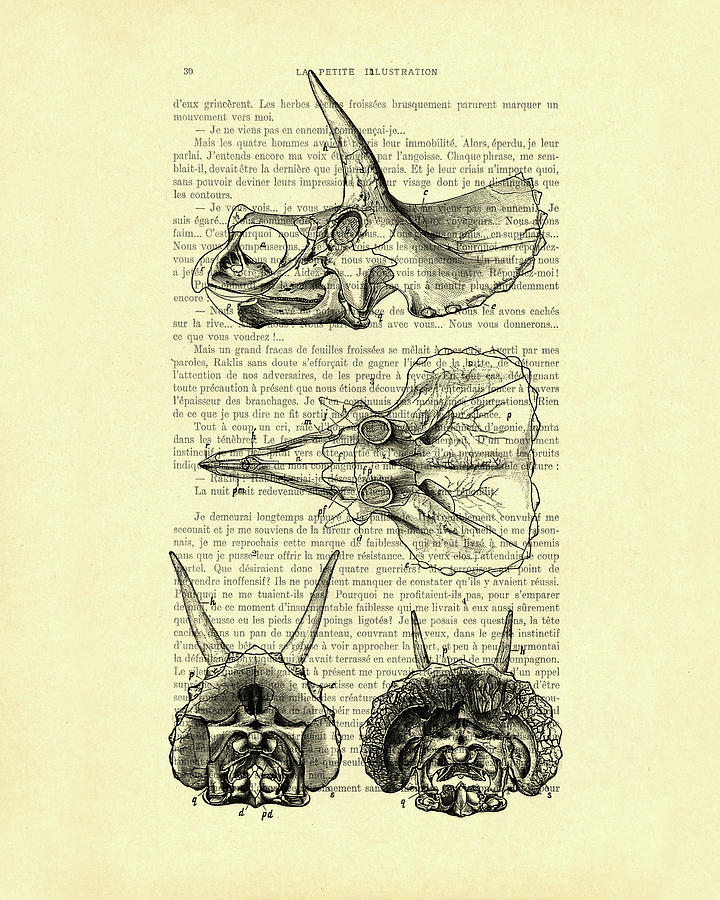 Dinosaur Mixed Media - Sterrholophus and Triceratops Skulls by Madame Memento