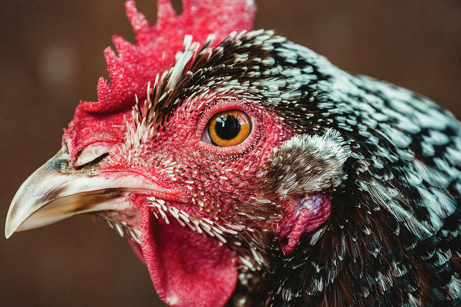 Stevie the Speckled Sussex Chicken Photograph by Ada Weyland